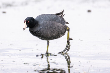 American coot walking out of  a wetland
