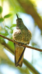 Buff-tailed coronet (Boissonneaua flavescens) hummingbird perched in a tree at a bird lodge near...