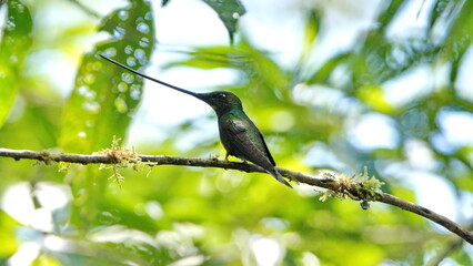 Sword-billed hummingbird (Ensifera ensifera) perched in a tree at a bird lodge near Baeza, Ecuador