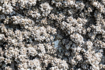 Small barnacles on a rock