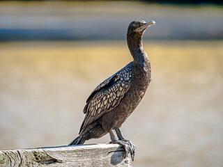 Sooty Cormorant 