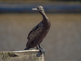 Sooty Cormorant Head Turned