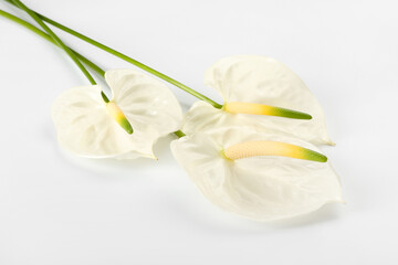 Fototapeta na wymiar Beautiful anthurium flowers on white background, closeup