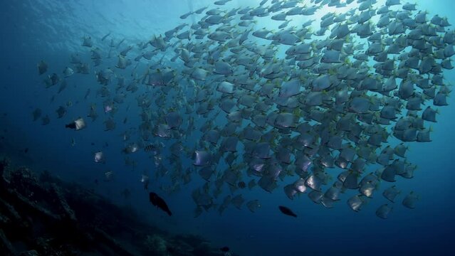 A school of Silver Batfish swims in the open water. Underwater world of Tulamben, Bali, Indonesia.