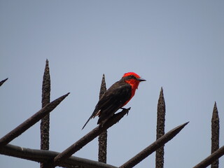 red winged blackbird