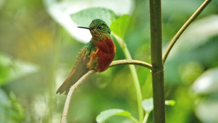 Chestnut-breasted coronet (Boissonneaua matthewsii) hummingbird perched in a tree at a bird lodge near Baeza, Ecuador