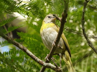 Sicalis flaveola boton de oro ave limeña