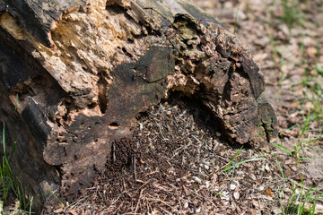 Obraz premium ants colony in old decayed tree log