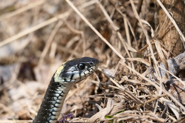 A snake, a large snake in the spring forest, in dry grass in its natural habitat, basking in the...