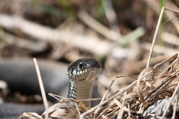 A snake, a large snake in the spring forest, in dry grass in its natural habitat, basking in the...