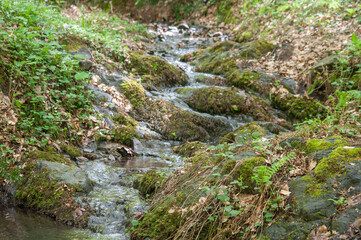 Small Water Stream in Forest