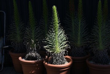 Echium wildpretii (Tower of Jewels). Its growth record. Boraginaceae biennial plants. Native to the Canary Islands, Spain. Small red flowers bloom in a spiral from May to June.
