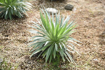 Echium wildpretii (Tower of Jewels). Its growth record. Boraginaceae biennial plants. Native to the Canary Islands, Spain. Small red flowers bloom in a spiral from May to June.