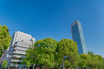 Obraz na płótnie Canvas 東京都港区芝公園の都市景観