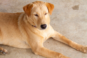 A beautiful haired brown dog on the concrete floor.