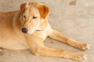 Beautiful brown dog and brown fur on concrete floor.