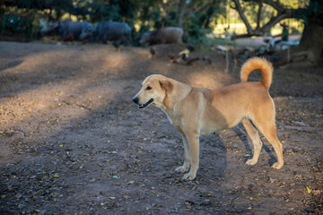 exterior portrait conformation brown dog standing  in summer day
