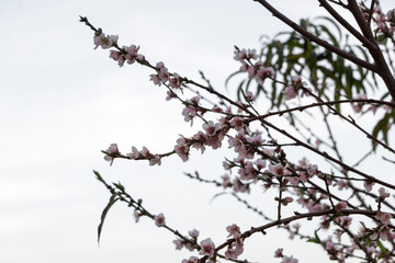 branch of peach flower