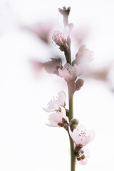branch of peach flower