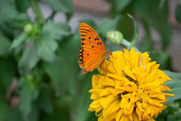 butterfly on flower