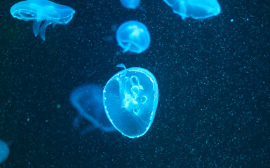 Naklejka na ściany i meble Sea Moon jellyfish