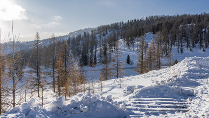The forest grows on the snow-covered slopes of the mountains. Coniferous and bare deciduous trees stand in snowdrifts. The steps on the cleared path are visible. Blue sky and clouds. Altai
