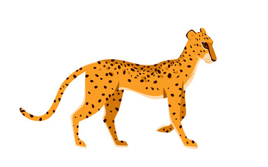 Walking jungle leopard animal. Wildlife tropical fauna, dangerous exotic carnivore, wild fast panther, family cat member, spotted feline, savanna hunter vector illustration