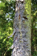Sendai City, Miyagi Prefecture Japan, May 2022. Spring plants.