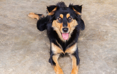 Fototapeta premium Brown and black furry dog lying on the concrete floor