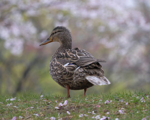 マガモのメスと桜の背景（Mallard female and cherry blossom background）