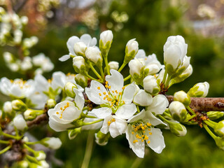 Plum tree flowers blooming in garden spring  time 