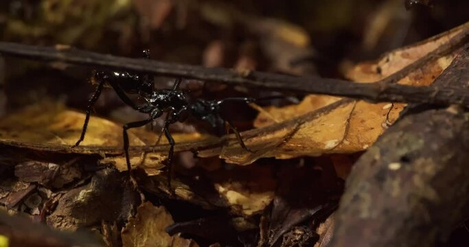 Single bullet ant walks on the rain forest floor littered with dead and decaying leaves sensing and searching