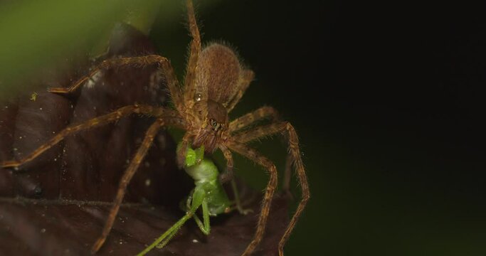 Deadly wolf spider consuming a green cricket it hunted