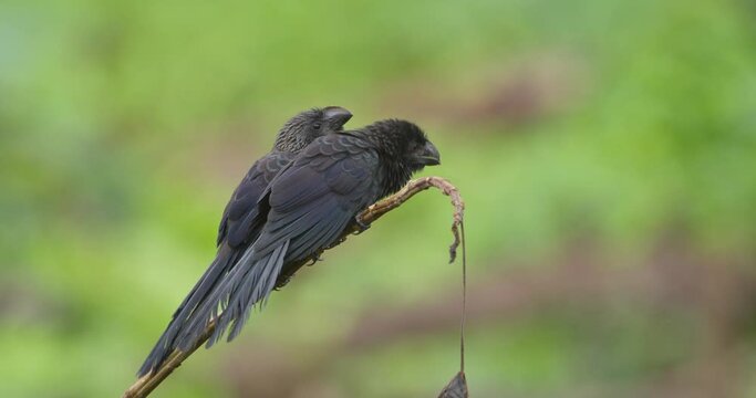 Pair of Groove-billed ani Sit together calling out on outskirts of the rain forest