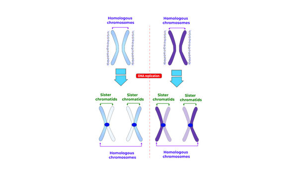 Homologous chromosomes and sister chromatids