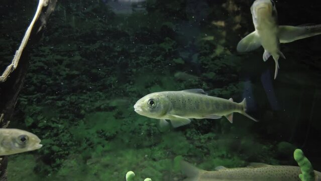Baikal minnow fish is swimming underwater. Fish living in lake Baikal in clear water, 4k