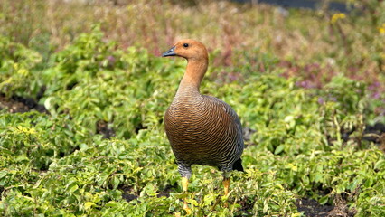 Magellan goose (Chloephaga picta) in a garden in Stanley, Falkland Islands