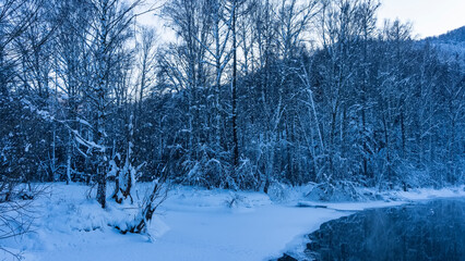 Winter forest on the bank of a non-freezing river. There are layers of snow on the bare branches. Snowdrifts on the ground. Steam over the water. Mountain slope against the sky. Altai