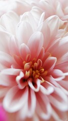 Fototapeta premium Close up beautiful dahlia. Macro photo. close up photo. Garden flower. Nature photo