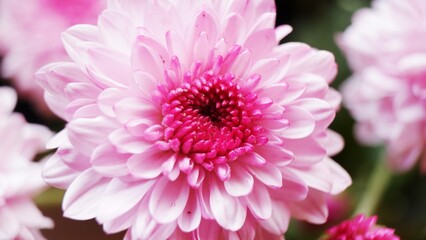 Close up beautiful dahlia. Macro photo. close up photo. Garden flower. Nature photo