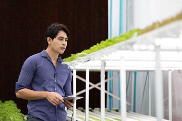 farmer holding tablet and checking organic vegetables on shelf in hydroponic farm