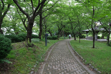 草木の緑に囲まれた公園のカーブした遊歩道