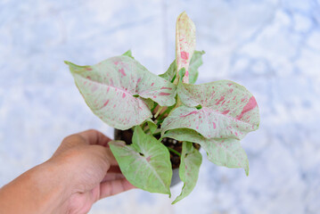 Closeup to syngonium milk confretti in the pot   