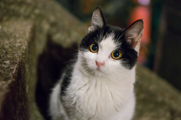 日本の夜の神社に暮らす可愛らしい野良の子猫