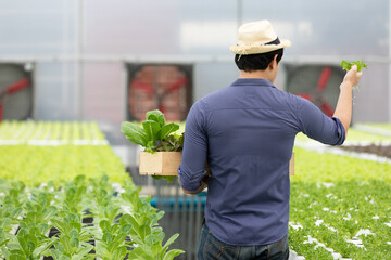 back farmer looking organic vegetables and holding basket in hydroponic farm