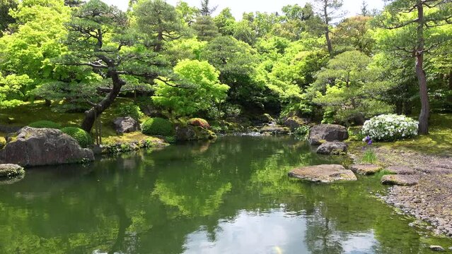 新緑が美しい日本庭園  4K  島根県由志園の春の風景  2022年5月2日