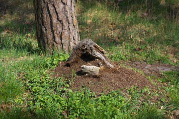 Anthill in the old stump. Selective focus.