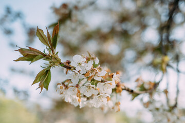 Kirschblüte im Frühling in Deutschland horizontal