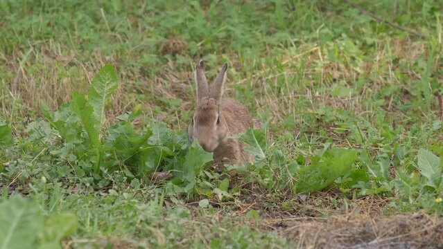 Wild European Rabbit Oryctolagus cuniculus