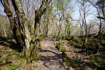 Fototapeta premium early spring forest with path 